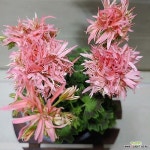 [성심꽃농원] 그래피티더블살몬_유럽제라늄_제라늄_130(Pelargonium(Geranium)) - 공기정화식물(air purifying plants)