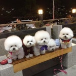 . 그렇게 탄생한 단체샷 헨델아 ~~ 뭐가그리 억울하니? ㅋㅋㅋㅋ #헨델#미니#토리#상디#쵸파 #토리#비숑 #비숑프리제... 