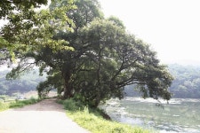 경산 반곡지