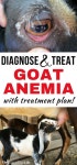 Goats에 관한 104개의 최상의 Pinterest 이미지 | 농장, 염소 및 농장 동물 Goats