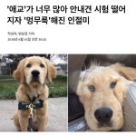 애교가 너무 많아 안내견 시험 떨어진 강아지 | 귀엽고 재미있는 동물, 강아지, 동물 유머