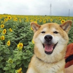 Zakkkka에 관한 46개의 최상의 Pinterest 이미지 | Twitter, 강아지 및 개 Zakkkka