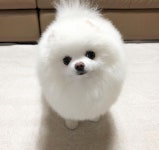 6,087 Me gusta, 53 comentarios - 포메라니안 pomeranian 보리 bori (@toririm) en Instagram: ". 손에 그거 내 냠냐미 같은데에?"