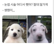 재미있는 강아지 사진 | 웃긴 개 사진, 행복한 동물, 동물 유머