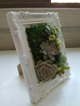 다육이 아트 다육아트 다육이 액자 다육액자 succulents