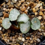 (할인)솔트레이크만상(중소묘) 102-30(Haworthia maughanii) - 하월시아(Haworthia)