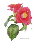 on paper common camellia . . . . . . . . #동백나무 #회원작품 #색연필화 #식물세밀화 #보타니컬아트 #보태니컬아트 #취미미술…”