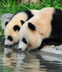 Panda Reflections | 판다