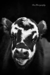Cows에 관한 122개의 최상의 Pinterest 이미지 | 농장 동물, 시골 생활 및 소 Cows