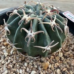 국내실생)광자능파11503(Echiocactus texensis) - 선인장(Cactus)