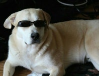 Sunglasses Cool pups puppy puppies dogs doggies cute 강아지 개 멍멍이 너무귀여워요 귀여운 ..... 