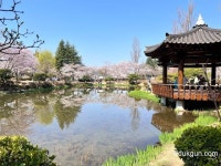 경주 여행 보문관광단지 보문정 벚꽃 2022년 4월초 경주 여행 보문관광단지 보문정 벚꽃 2022년 4월초 | 여행사진, 여행, 연못