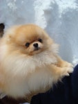 298 best Poms! images on Pinterest | 개, 아기 동물 및 Pom poms Poms!