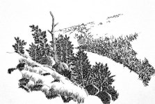 구상나무가 있는 풍경