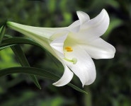 Easter Lily Easter Lily | 꽃, 꽃그림, 백합