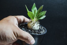 Pachypodium brevicaule 플랜트오하누 서울 www.ohanu.co.kr 👉프로필링크를 클릭 ⏱오픈시간 Tues - Sun 13:00 - 22:00 📍서울시 동대문구... 