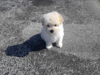 Pin page Pin by 뭉뭉이 on 세상에서 귀여운 건 우주 최강이야 🤍 in 2024 | Cute animal drawings, Cute animals, Cute dogs