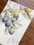 수채화-올리브(Olive) 수채화-올리브(Olive) : 네이버 블로그 | 수채화 미술 수업, 수채화, 수채화 과일