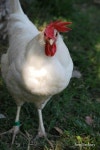 Poultry에 관한 18개의 최상의 Pinterest 이미지 | 농장, 닭장 및 뒷마당 닭 Poultry