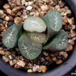 (특가)사자신만상(중묘) 100-176(Haworthia maughanii) - 하월시아(Haworthia)