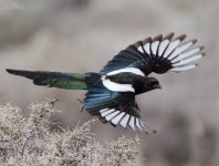 Magpie | 새, 까치, 동물