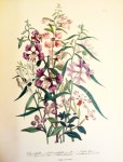 botanical prints에 있는 Sunju Choe님의 핀