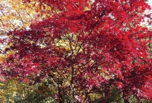 Autumn | 수채화