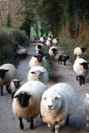 FARM!에 관한 311개의 최상의 Pinterest 이미지 | 시골 생활, 전원 생활 및 농장  FARM!