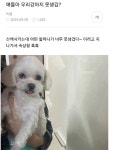 함 봐봐 우리 강아지 못생김?