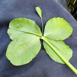 Five-leaf clover having one cone-shaped leaf. 특이하게 한 잎이 뿔모양인 다섯잎클로버입니다. (Clover Collection 230501)