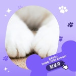 Pin page 우리동네 동물병원 혜택 앱 | 말캉 on Instagram: 말캉이... 😺  고양이의 꾹꾹이는 애정과 편안함의 표현이에요. 어린 시절의 젖 먹는... 