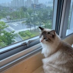 시츄 전까미 랙돌 죠리퐁 on Instagram: “그쳐라 비야🌧 . . #시츄전까미 #까미는사랑입니다❤ #죠리퐁 #랙돌죠리퐁 #퐁이 #퐁이는사랑입니다... 