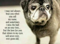 My dog에 관한 125개의 최상의 Pinterest 이미지 | 애완동물, 강아지 및 개와 고양이 My dog