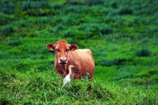 드넓은 초원이 있는 서산목장 | Animals, Cow