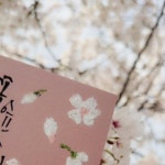 #꽃잎이내린다 #벚꽃터널 #조천변벚꽃길 #세종시벚꽃 #벚꽃명소 #🌸 #세종시캘리그라… 박서영 다움캘리 on Instagram: #조치원벚꽃길    오전... 