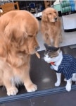 심장에 해로운 멍뭉이.. 심장에 해로운 멍뭉이.. | Dogs, Cute cats, Love pet
