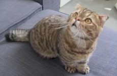 LULU 루루에오