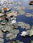 El lenguaje de las flores에 있는 MiLa Camila님의 핀