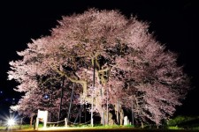 信州 須坂市の桜　～日本さくら名所100選「臥竜公園の桜」と周辺の一本桜めぐり | ピクスポット (絶景・風景写真・撮影スポット・撮影ガイド... 