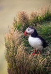 Ian Plant | Atlantic Puffin (Fratercula arctica) | 동물