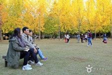 송파은행나무길 앞의 잔디밭