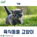 [New] The 10 All-Time Best Home Decor (in the World) -  #Repost @interpark_pet (@get_repost)... 육식동물인 고양… | Pets, Animals, Cats
