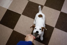 나의 이 매력을 작은 프레임... For see more of dogs images visit us on our website ! in 2020 | Animals, Puppies, Pets