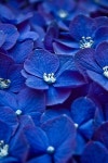 Blue에 관한 198개의 최상의 Pinterest 이미지 | 수채화, 색깔 및 Dibujo Blue