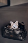 Meomari Perini 도그 캐리어 백 그레이 Meomari Perini 도그 캐리어 백 그레이 | Dog carrier purse, Dog purse, Luxury dog carrier