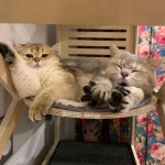 브리티쉬숏헤어 캐터리💚💚💚라운드브리 (@cattery_roundbri) • Instagram photos and videos