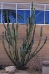 Pin page Pin by 호정 송 on plant in 2024 | Trees to plant, Plants, Succulents
