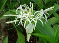 오늘의 탄생화 문주란, 군락지 제주 토끼섬 여행 | Plants, Garden