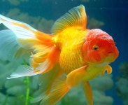 금붕ㅇㅓ에 있는 Lee A-roung님의 핀 | 금붕어