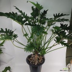 제나두셀럼 공기정화식물 최상급(Philodendron Selloum Xanadu) - 관엽식물(Foliage)